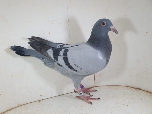 Zdjęcie oferty: Młody 100 % Leo Heremans Linia The Power , Dynamic Rosie 