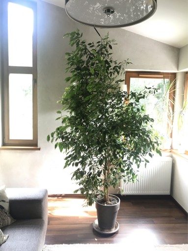 Zdjęcie oferty: Ficus Benjamin 250 cm,duża roślina doniczkowa