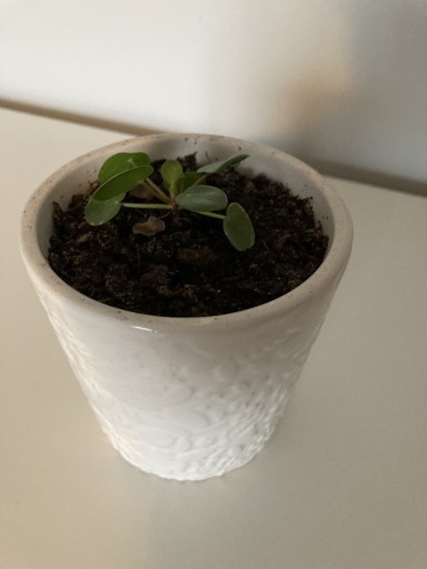 Zdjęcie oferty: Pilea pieniążek