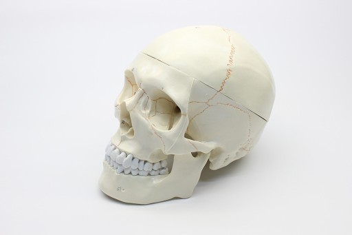Zdjęcie oferty: Model czaszki z numeracją Kości 1:1