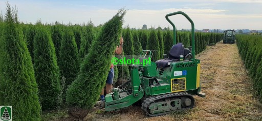 Zdjęcie oferty: Żywotnik 'Smaragd' 200-225cm /tuja szmaragd thuja