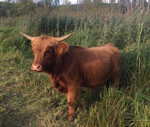 Zdjęcie oferty: Highland Cattle, bydło szkockie , mięsne jałówka