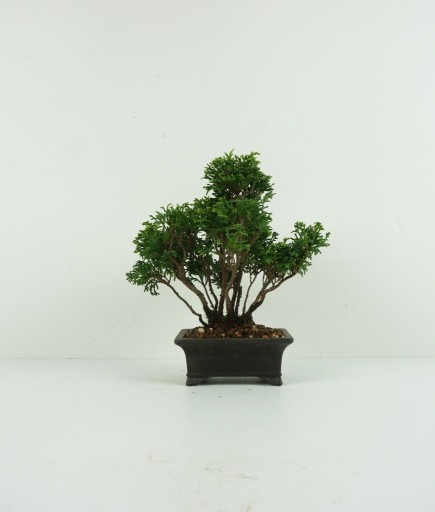 Zdjęcie oferty: Chamaecyparis obtusa 'Hinoki cypress'