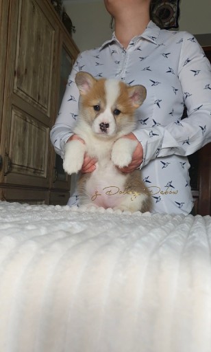 Zdjęcie oferty: Welsh Corgi Pembroke (FCI)