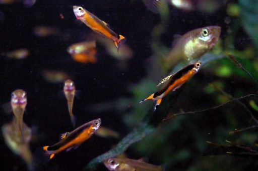 Zdjęcie oferty: Małe kolorowe rybki do nano akwarium 15-20l 4szt.