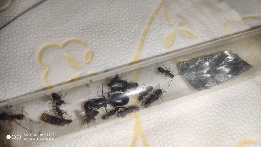 Zdjęcie oferty: Mrówki Camponotus herculeanus Q + 4 robotnic 