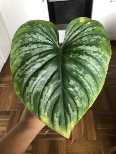 Zdjęcie oferty: Philodendron Mamei Silver