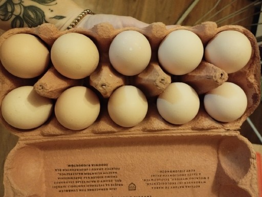 Zdjęcie oferty: Jaja wiejskie świeże 
