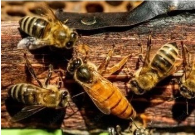 Zdjęcie oferty: Matki pszczele unasienione Buckfast,wys 15 maja 