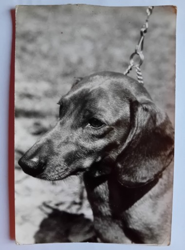 Zdjęcie oferty: Dwie pocztówki z psami - Dog niem. i Jamnik. 