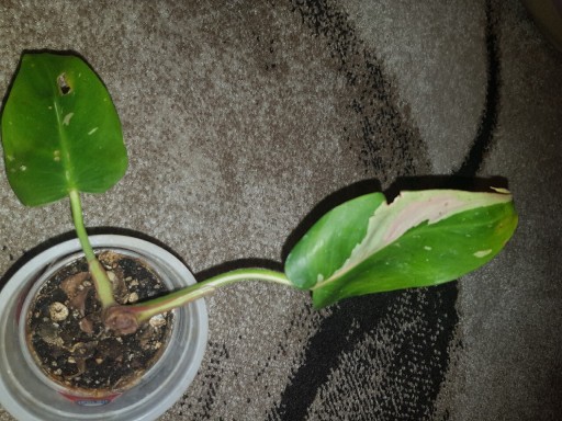 Zdjęcie oferty: Philodendron White Princess cięty bez szczytu