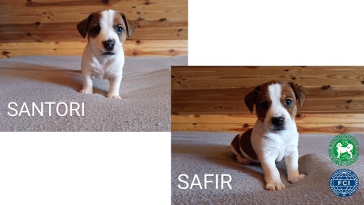 Zdjęcie oferty: Szczenięta Jack Russell Terrier ZKwP