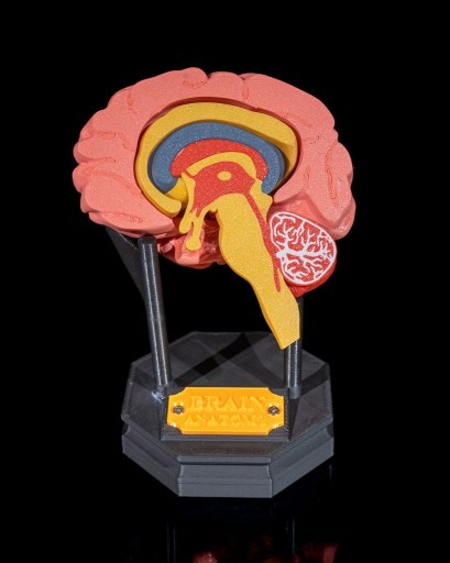 Zdjęcie oferty: Replika mózgu wydrukowana w 3D