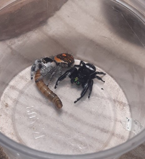 Zdjęcie oferty: Skakun królewski L4/L5 Phidippus regius Soroa x3