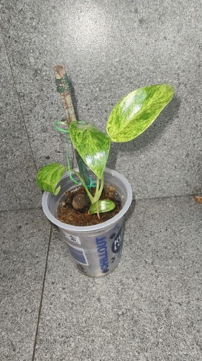 Zdjęcie oferty: Philodendron giganteum veriagata 