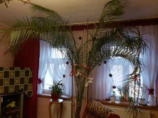 Zdjęcie oferty: Sprzedam palmę Phoenix canariensis