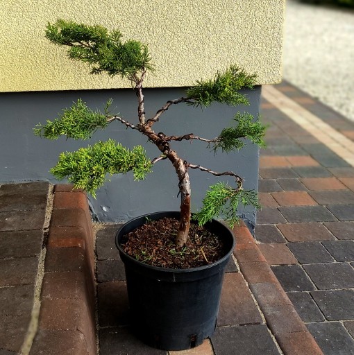 Zdjęcie oferty: Bonsai Jałowiec