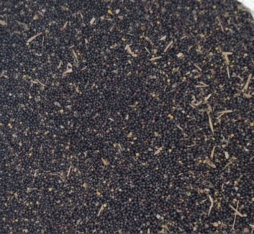 Zdjęcie oferty: Rzepak ziarno dla gołębi kur ptaków na olej Polski