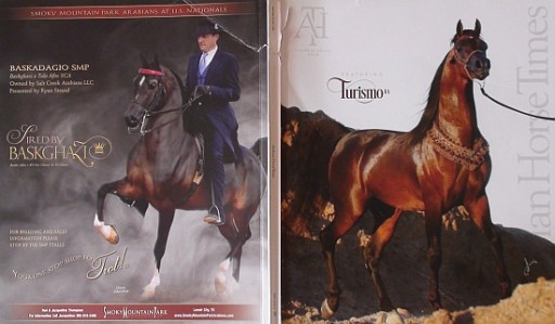 Zdjęcie oferty: "ARABIAN HORSE TIMES", nr 12.2018 (October, 5AA)