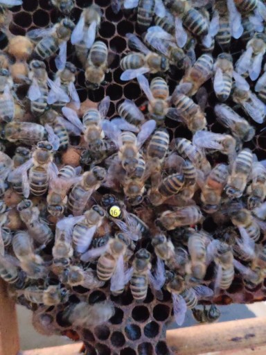 Zdjęcie oferty: Matka pszczela reprodukcyjna Sklenar G10, H47