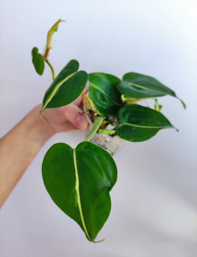 Zdjęcie oferty: Philodendron Silver Stripes 2