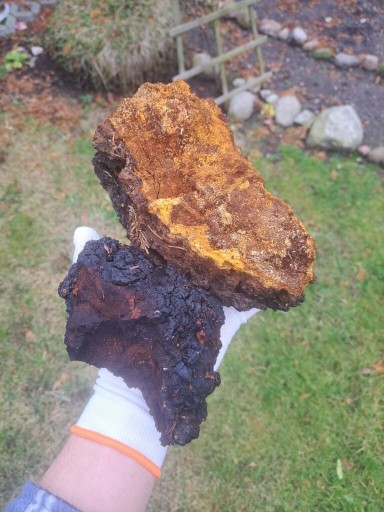 Zdjęcie oferty: Błyskoporek Podkorowy (chaga)  , 1kg mielona, cała