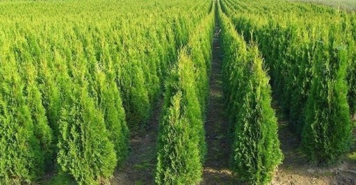 Zdjęcie oferty: THUJA TUJA SZMARAGD  100-160cm PIĘKNE BIELSKO-B