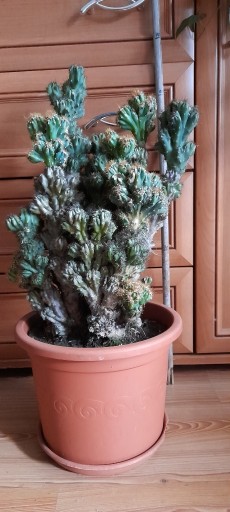 Zdjęcie oferty: Cereus 