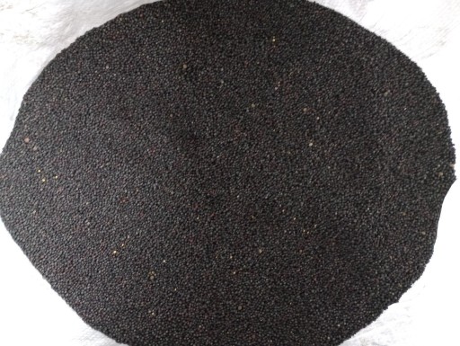 Zdjęcie oferty: Rzepak Pioneer nasiona suchy ziarno na olej 10kg