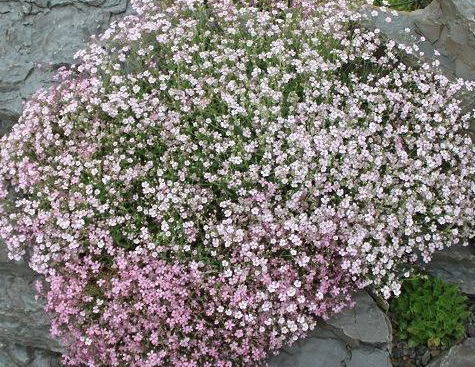 Zdjęcie oferty: Gipsówka rozesłana bylina - sadzonki różowo-białe