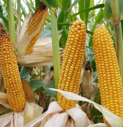 Zdjęcie oferty: Nasiona kukurydzy Smolice ułan popis wawel finezja