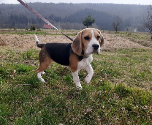 Zdjęcie oferty: Beagle FCI ZKwP rodowód