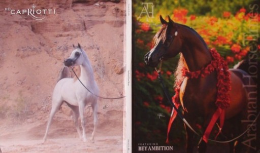 Zdjęcie oferty: "ARABIAN HORSE TIMES", nr 10.2018 (September, 4AA)