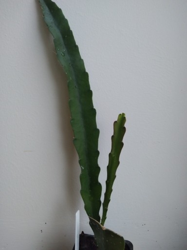 Zdjęcie oferty: Epiphyllum ackermani CZERWONE KWIATY doniczka 