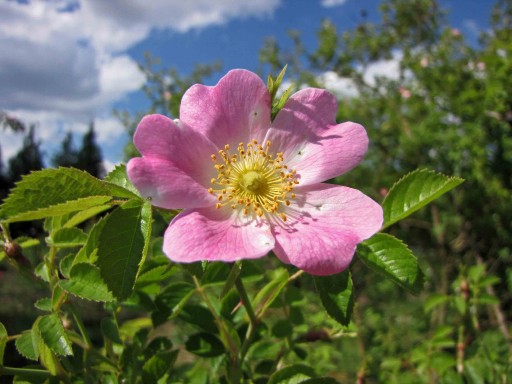 Zdjęcie oferty: Róża rdzawa, szkocka - zapach jabłkowy