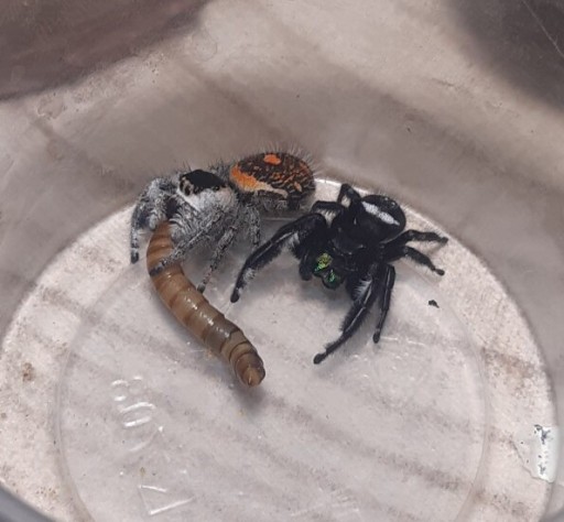 Zdjęcie oferty: Skakun królewski L4/L5 Phidippus regius Soroa x2