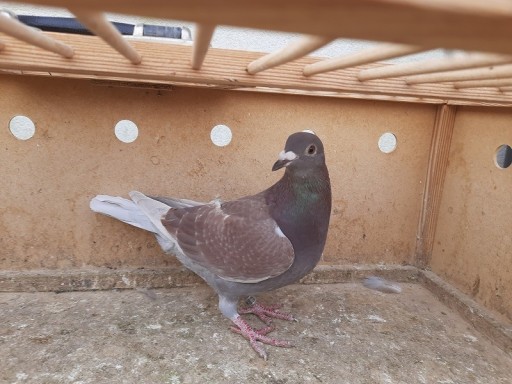 Zdjęcie oferty: gołębie pocztowe 