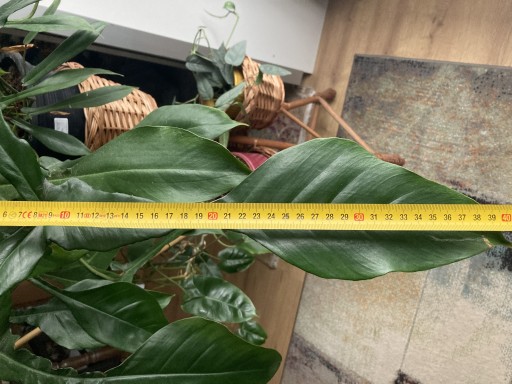 Zdjęcie oferty: Philodendron joepii węzeł 30cm z matecznika
