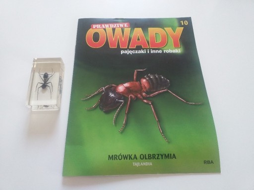 Zdjęcie oferty: Prawdziwe owady 10 Mrówka olbrzymia