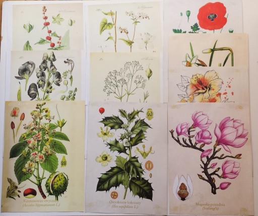 Zdjęcie oferty: 10 plakatów vintage retro Rośliny zioła botanical 