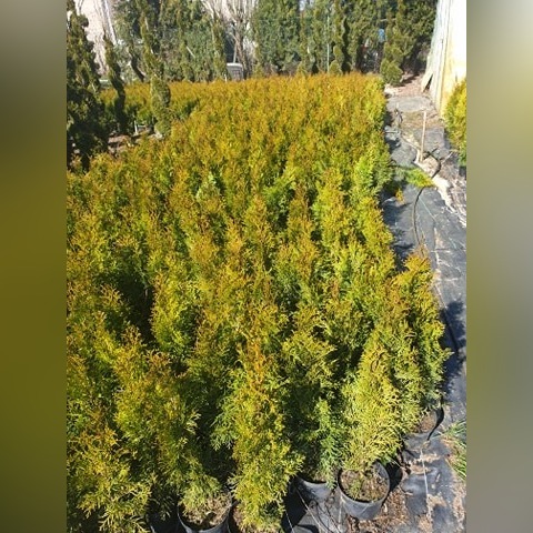 Zdjęcie oferty: Sadzonka Thuja Tuja Szmaragd 65-70cm