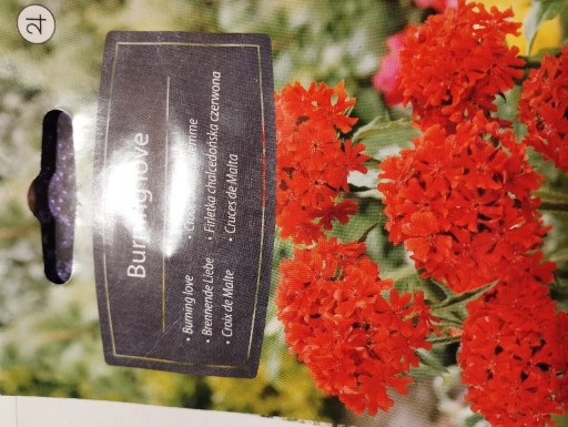 Zdjęcie oferty: Firletka chalcedońska czerwona 0,5g Premium Seeds