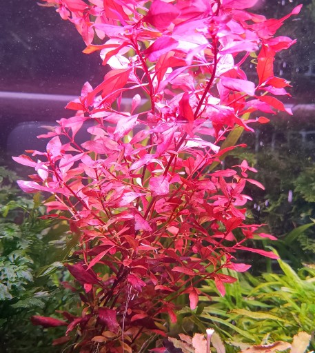 Zdjęcie oferty: Ludwigia mini red