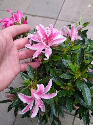 Zdjęcie oferty: Rhododendron azalia japońska Pink Spider