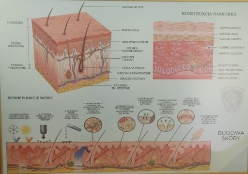 Zdjęcie oferty: Anatomia przekrój skóry 