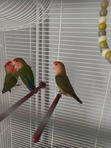 Zdjęcie oferty: Papugi nierozłączki 