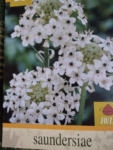 Zdjęcie oferty: Kwiat Ornithogalum saundersiae  zestaw 5 szt