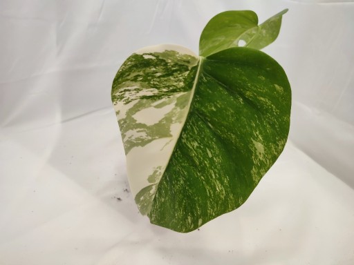 Zdjęcie oferty: Piękna Monstera Variegata ok 26 cm 