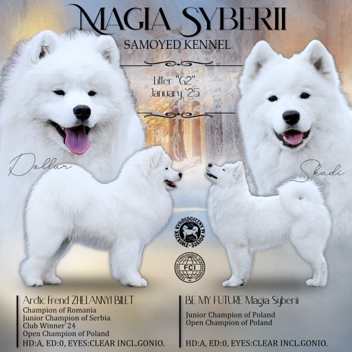 Pies Samoyed Fci Szczeniaczki Rodowodowe SAMOYED FCI ZKwP Garwolin