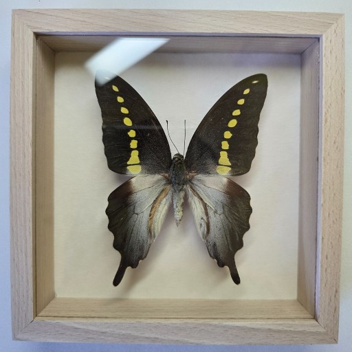 Zdjęcie oferty: Motyl w gablotce Papilio Codrus